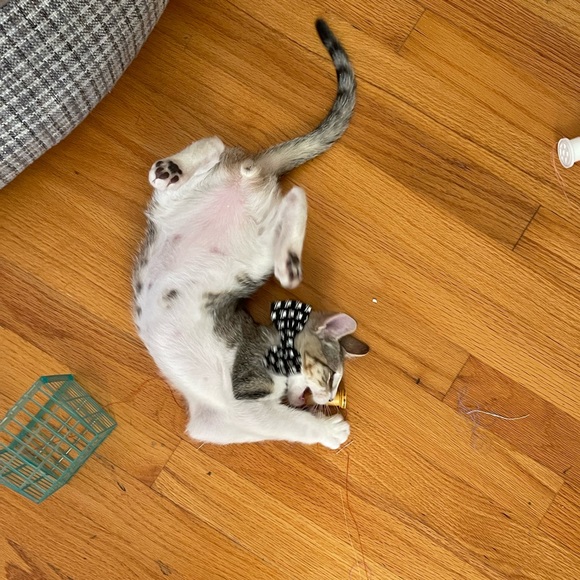 Meet your Posher, Paula - Picture 1 of 1